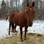Stolen horse