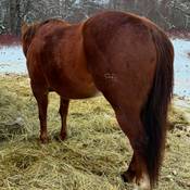 Stolen horse