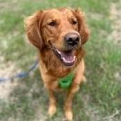 Golden Retriever Dog Murphy.