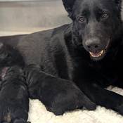 All the German shepherds working today as RCMP service dogs were born at the PDSTC as part of the RCMP Police Dog Breeding Program.