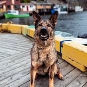 Police Service Dog (PSD) Marlow