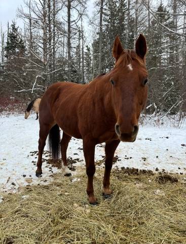 Stolen horse