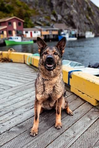 Police Service Dog (PSD) Marlow