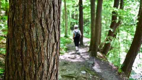 Hiking in forest